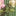 Cord Pull-On Trousers-Broccoli Green Embroidered