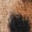 Pea Coat-Large Leopard Spot