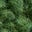 Boys Borg Fleece-Broccoli Green Frog
