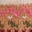 Fair Isle Scarf-Pink