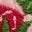 Embroidered Frilly Woven Top-Lotus Strawberries